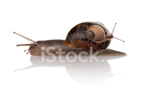 Mother And Baby Snails Isolated On White Background Stock Photo