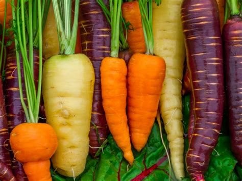 Different Types Of Carrot Organic Facts