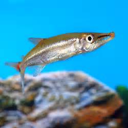 Barracuda Acestrorhynchus Isalinae for Sale Online PetSolutions