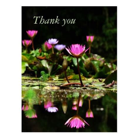 Pink Water Lilies Photo Thank You Postcard Thank You Postcards
