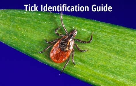 Tick Identification Guide To Common Types With Photos Hubpages