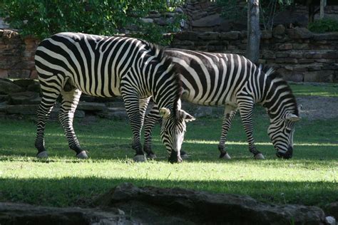 Zebra Plains Zebra Equus Burchelli Rinaflies Flickr