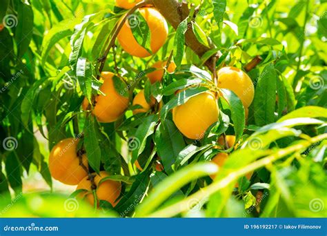 Fresh Yellow Peaches On Tree Branch Ready For Harvest Stock Image