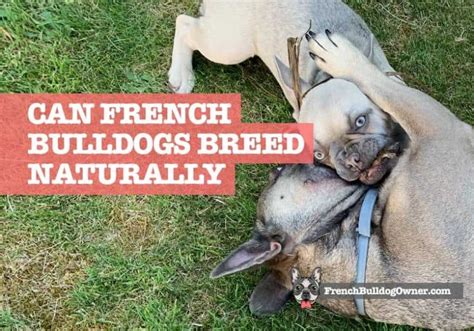 Can French Bulldogs Mate And Breed Naturally Reproduction Faqs