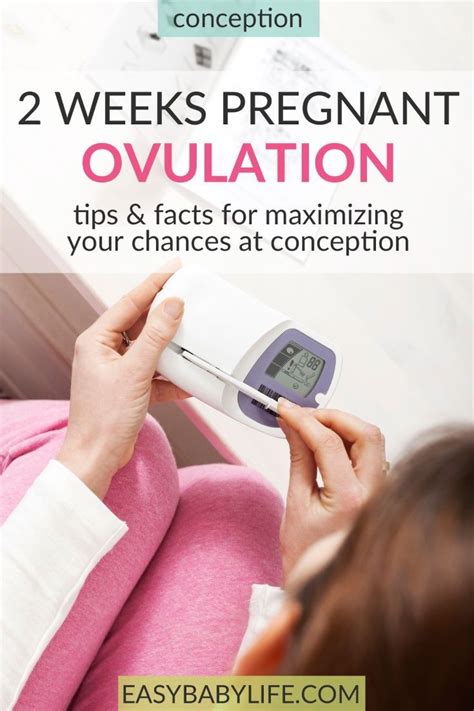 Tips For Being 2 Weeks Pregnant 2 Weeks Pregnant Symptoms Ovulation