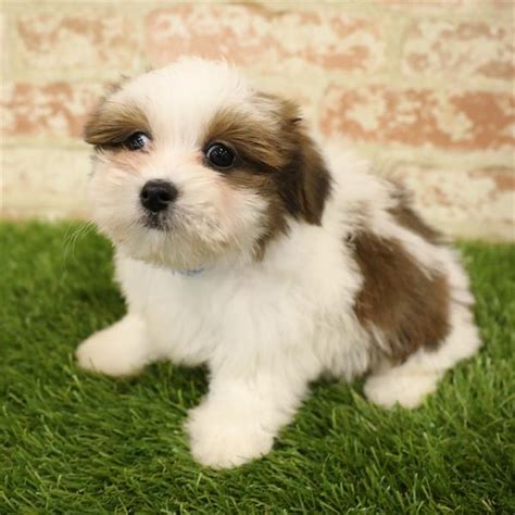 Amor havanese is located in yuba city, ca and a reputable breeder of show and pet havanese puppies. Havanese - Havanese - Petland Monroeville