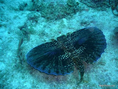 Caribbean Sea Life Sea Life And Underwater Animals From