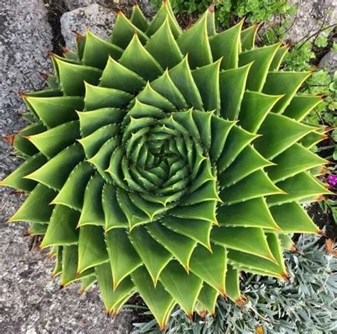 Presents An Example Of Spiral Aloe As Well As The Modeling Of Its Download Scientific Diagram