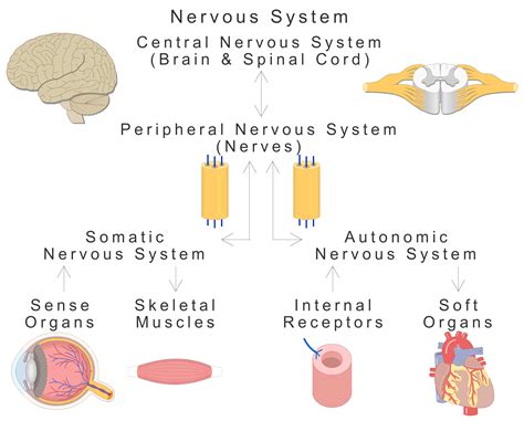 Major Organs And Divisions Of The Nervous System Getbodysmart