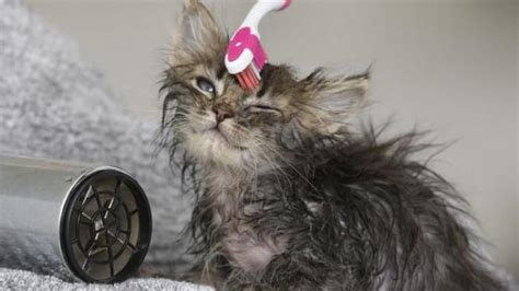Check spelling or type a new query. "Poop Explosion" Makes Kitten Overnight Sensation - We ...
