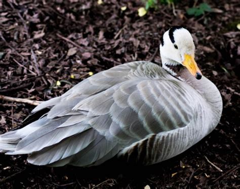 13 Fascinating Facts About Geese You Never Knew Pet Keen
