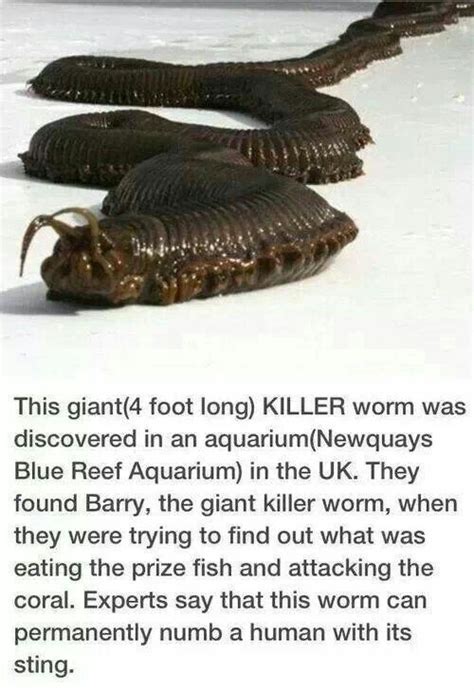 Giant Killer Worm Animal Kingdom Pinterest