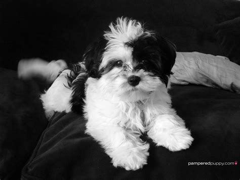 Black And White Dog Wallpaper Wallpapersafari