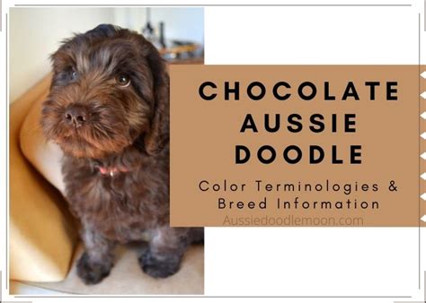 Chocolate Aussiedoodle Colors And Coat Patterns 2023