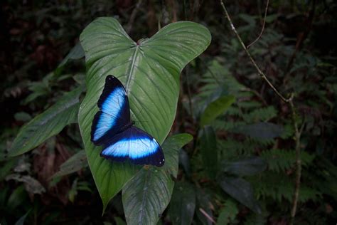 Morpho Butterflies Are Amongst The Most Amazing Creatures Seen In