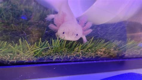 My Axolotl Kirby Raxolotls