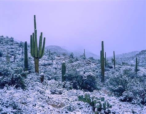 Another Image Of The Recent Snow Here In Phoenix I Am Still Amazed By