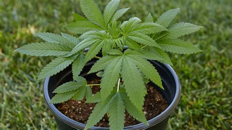 How To Get Started Growing Cannabis At Home