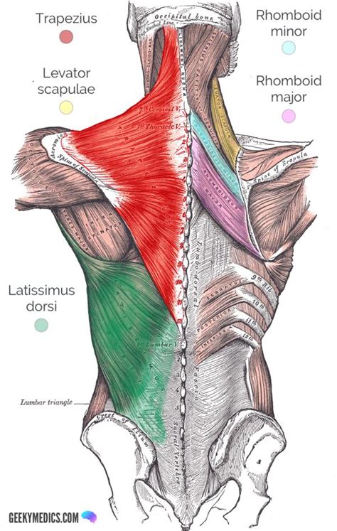 The spinal erectors are thought of as the lower back muscles. Superficial Back Muscles | Anatomy | Geeky Medics