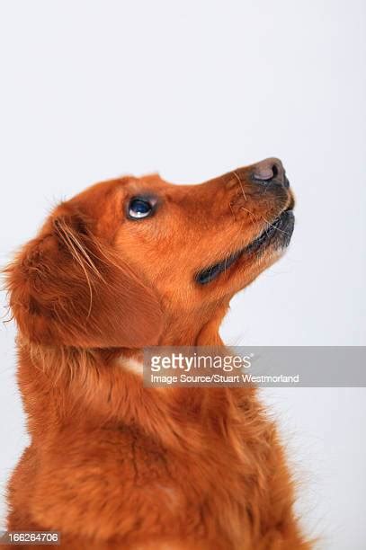 Golden Retriever Looking Up Photos And Premium High Res Pictures