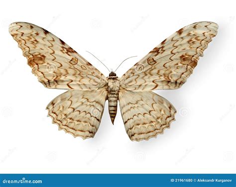 Beige Leopard Butterfly Isolated On White Stock Photo Image Of