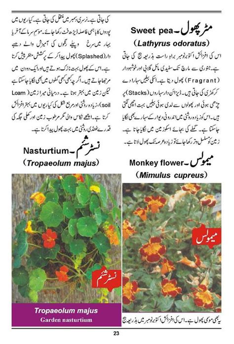 Dear sir ,your efforts in introducing the vegetables by names in urdu and english through the pictures ate appreciatble. How to Grow Outdoor & Indoor Plants & Flowers - Urdu Guide ...