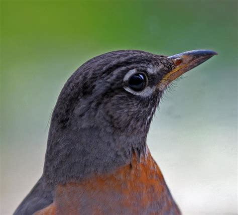 Robin Bird Profile Flickr Photo Sharing