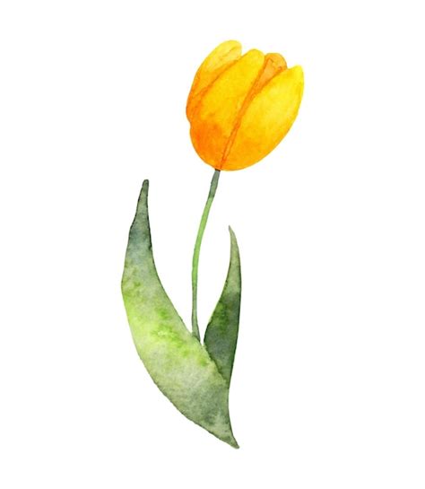 Premium Vector Yellow Tulip Flower Realistic Watercolor Botanical