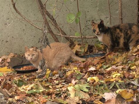 Protecting Rocklands Hidden Feral Cat Colonies