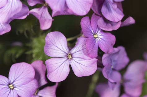 Lunaria Annua Silver Dollar Money Plant Moonwort Cruciferae Plant With