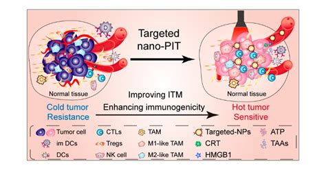Targeted Nanophotoimmunotherapy Potentiates Cancer Treatment By