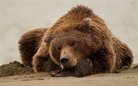 Brown Bear Sleeping On Wet Sand Wallpaper Animal Wallpapers 52772