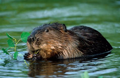 Beaver Wallpapers Animal Hq Beaver Pictures 4k Wallpapers 2019