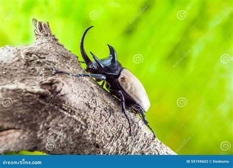 Gracilicornis De Eupatorus O Escarabajos De Hércules Foto De Archivo