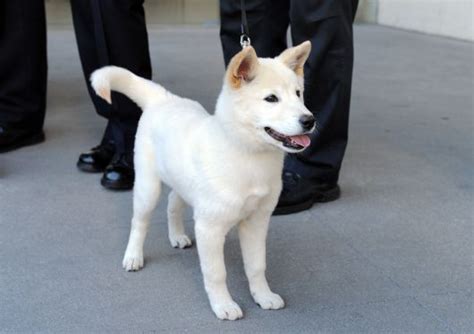 The jindo breed comes from the island of jindo off the coast of south korea. Droll Shiba Inu Jindo - l2sanpiero