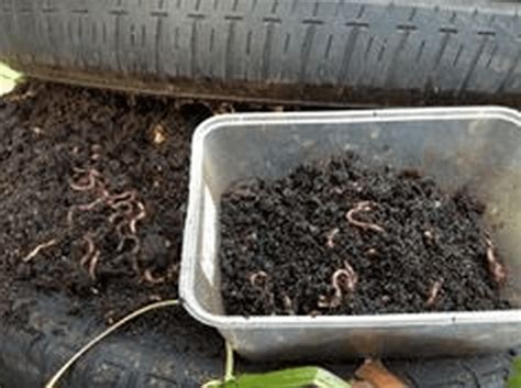 Diy Worm Composting Bin The Garden