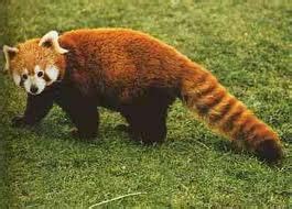 Flora dan fauna australis dibatasi oleh garis lydekker di bagian. SAMURAI: FLORA DAN FAUNA