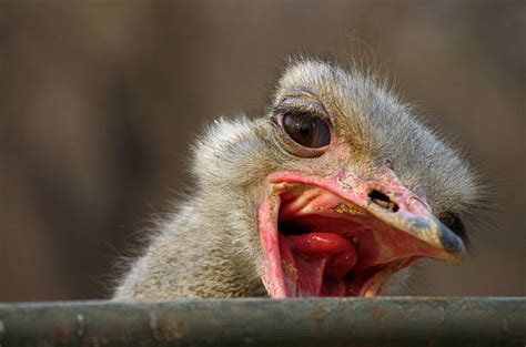 40 Ostrich Yelling Stock Photos Pictures And Royalty Free Images Istock