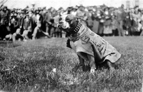 Los Perros Que Participaron En La Primera Guerra Mundial Todos