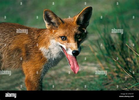 Renard Roux Rotfuchs Red Fox Vulpes Vulpes Animal Canidae Canine