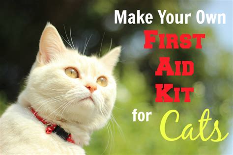 How To Make Your Own First Aid Kit For Your Cat Pawsitively Pets