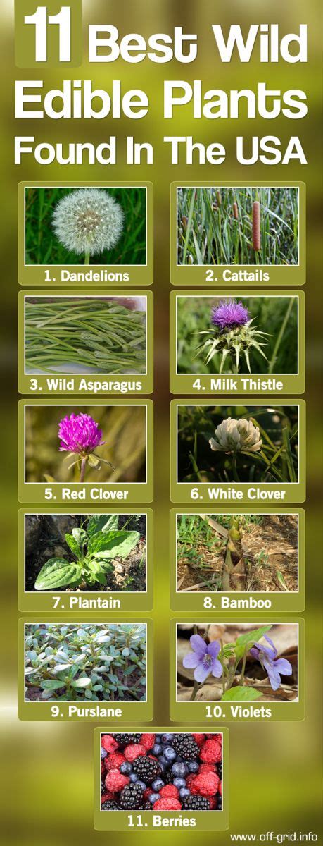 11 Best Wild Edible Plants Found In The Usa Off Grid Edible Wild
