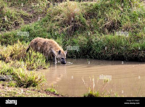 Spotted Hyena Hyena Hi Res Stock Photography And Images Alamy