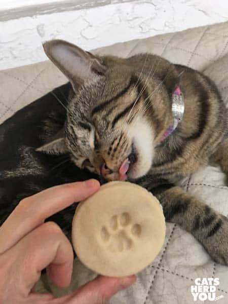 If you can, do this two or three times every day until your cat gets used to it and doesn't seem to resist as. DIY Cat Paw Print Keepsakes - Cats Herd You