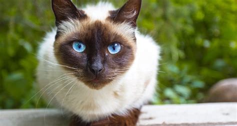 How Long Do Siamese Cats Live In Human Years Christian Roark