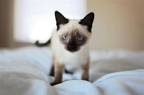 Siamese Cat · Free Stock Photo