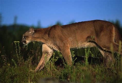 Mountain Lion Stalking Prey Stock Image Image Of Puma Cougar 11789979