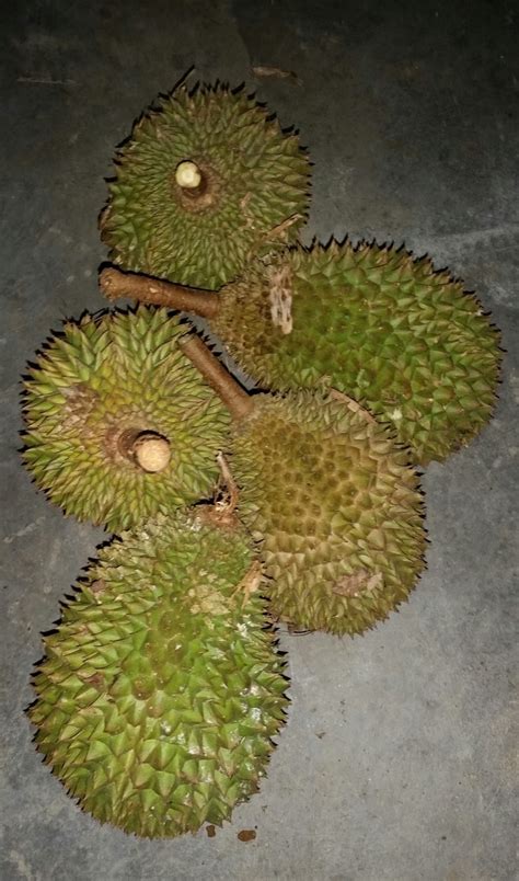 Besar, dengan warna kulit cokelat kekuningan. Warisan Petani: Durian Tembaga.