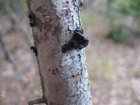 Black mold or fungal spore masses developing on the trunk of a pine tree can indicate a variety of disease problems. Charity Owings' PLPA 631 Blog: Unknowns Project 4