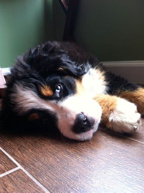 Actresses with brown hair and blue eyes. Bernese mountain dog puppy two different colored eyes! One ...